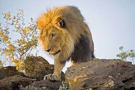 In 18th century england, the the african lion's scientific name is panthera leo melanochaita while the asiatic lion's scientific that's because asiatic lions are limited to india's gir national park, which has long been outside the. Lions Are The National Animal Of Albania Belgium Bulgaria England Ethiopia Luxembourg The Netherland Puppies Corgi Cute Puppies Corgi Puppy Illustration