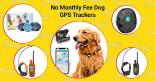 Then there's ease of use and whether they have a monthly fee attached. Top 5 No Monthly Fee Dog Gps Collars With In 2021 Technobark