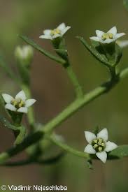 Image result for Thesium thamnus