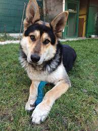 14 Things You Didn T Know About German Shepherd Husky Mixes 2021