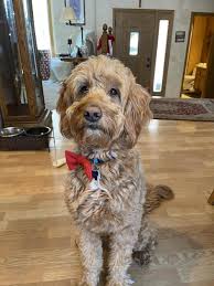Find labradoodle in canada | visit kijiji classifieds to buy, sell, or trade almost anything! Https Imgur Com Gallery Hhrug04 Daily Https Imgur Com Rnqfk39 Jpg A Box Of Goodies From Cobblepot147 Https Imgur Com Pua57rc Jpg Gaiters For My Kids Https Imgur Com Kt1qbvs Jpg A Cool Dice Changing Board Game Https Imgur Com Q9rwjtc