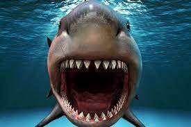 The story revolves numerous videos, photographs, and firsthand encounters with megalodon. Too Much Heat May Have Killed Off Prehistoric Megalodon Shark