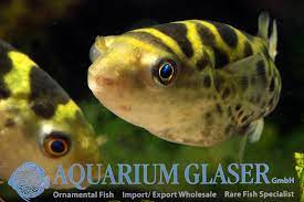 Offering dichotomyctere fluviatilis (green puffer). Dichotomyctere Fluviatilis Fruher Aquarium Glaser Gmbh Facebook