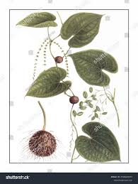 Image result for Dioscorea bulbifera