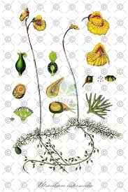 Image result for Utricularia  intermedia