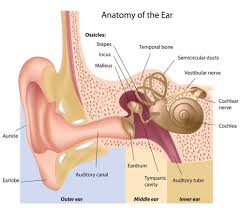 The three auditory ossicles are located in the middle ear. How We Hear Pacific Audiology Clinic