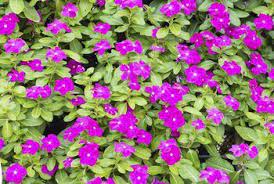 How To Take Care Of Vinca Flowers Plant Care Vinca Flowers Perennials