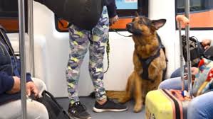 Applicant must present a verifiable medical need for a service dog and understand sda may not be able to train a dog specific to their needs. New Rule Cracks Down On Emotional Support Animals On Planes Cnn Travel