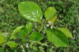 Image result for Ehretia obtusifolia