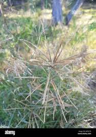 Image result for Chloris gayana