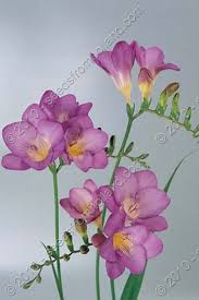 Freesia Freesia Mixed Online Shop Vegetable Herbs Flower And Organic Flower Art Flower Painting Floral Painting