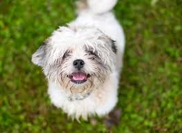 The shih tzu poodle mix is one of the many mixed breeds that has grown in popularity over the years. Pin Tzu Shih Tzu Miniature Pinscher Mix Info Pictures Facts Doggie Designer
