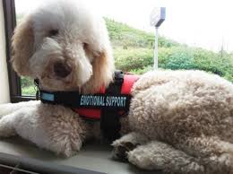 Having a dog that knows how to balance things on her head can be a lot of fun. Pros And Cons Of Poodles As Service Dogs Mini Aussiedoodles And Australian Labradoodle Puppies Best Aussiedoodle Breeders In Washington State Portland Oregon