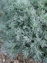 Pin On Gardening Inspiration