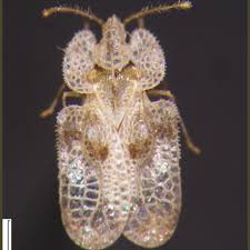 Tigrul platanului este, în primul rând, dușmanul plantelor. Corythucha Ciliata Shefalitayal