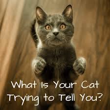 There are a lot of genetic signals that must be processed for everything. What Your Cat S Behaviors Body Language And Sounds Mean Pethelpful By Fellow Animal Lovers And Experts