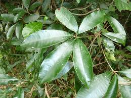 Image result for Englerophytum natalense