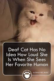 Pin On Cats