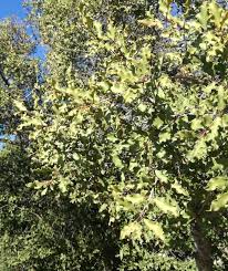 Image result for Euclea undulata