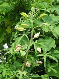 Image result for Abelmoschus