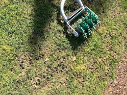 It may take several months for this you can also use a tiller as a grass removal tool. Overseeding Lawns To Repair And Maintain A Thick Healthy Lawn