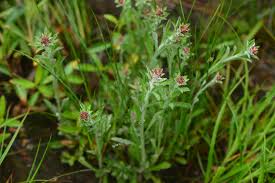 Image result for Gnaphalium polycaulon