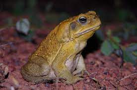 American toads have one of the most notable calls of all toads. New Research Finds Cane Toads Use Poison As A Last Resort