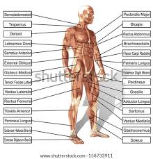 Can you identify the muscles of the body? Human Anatomy Diagram Images Search Images On Everypixel