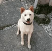 Tail Wagging Gifs Tenor The dog is moving too much but otherwise i think its. tail wagging gifs tenor