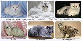 hayvanlar animal panosundaki pin