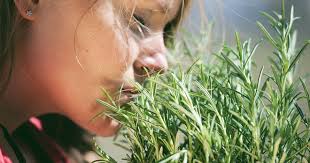 Rosemary aroma boosts memory and cognitive function
