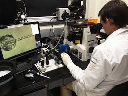 In Search For Cures, Scientists Create Embryos That Are Both Animal And  Human : Shots