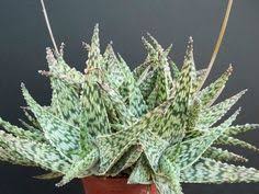 En tu botiquín puedes encontrar la kryptonita para el cáncer. Kanchana Cactusbyk Profile Pinterest