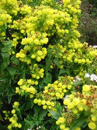 Image result for Calceolariaceae