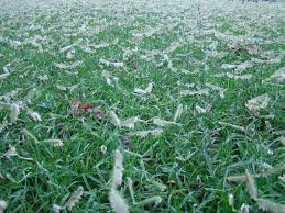 Image result for Dactyloctenium australe