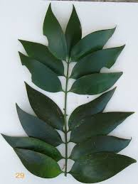 Image result for Nageia nagi