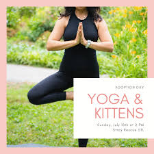 Maybe you would like to learn more about one of these? Stray Rescue Of St Louis Yoga And Kittens Adoption Event