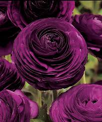 Image result for Ranunculus raeae