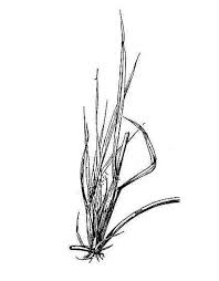 Image result for Chloris gayana