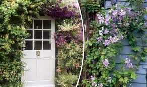 Maybe you would like to learn more about one of these? Alan Titchmarsh S Tips On Growing Climbers In Your Garden Express Co Uk