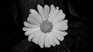 Find the best aesthetic tumblr backgrounds black on wallpapertag. Aesthetic Black And White 2560x1440 Download Hd Wallpaper Wallpapertip