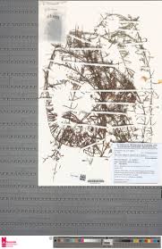 Image result for Xenostegia medium