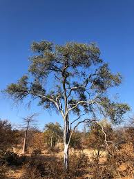 Image result for Boscia albitrunca