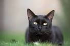 8 Black Cat Breeds - Pet Central by Chewy