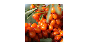 Image result for Hippocratea buchananii