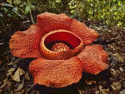 10 Very Unusual Flowers World Of Flowering Plants Unusual Flowers Rare Flowers Planting Flowers