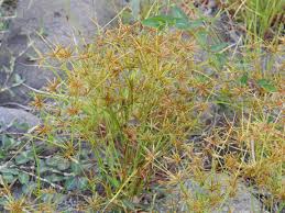 Image result for Cyperus amabilis