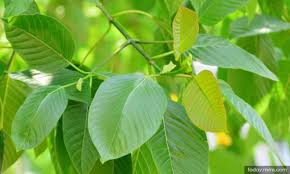 Ketagihan air ketum,cara bersihkan air kencing dari syabu,cara hilangkan kesan syabu,berhenti hisap syabu,penawar dadah,petua. Kembara Diri 11 15 19