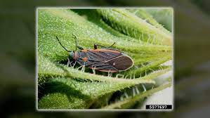 Five Facts Elm Seed Bugs And Their Relatives