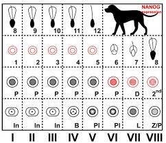 dog development embryology